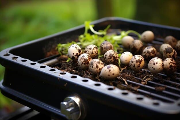 Quail Egg